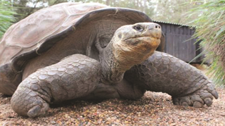 Sulle isole specie animali uniche al mondo