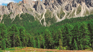 Da alcuni decenni però si è inserita una variabile impazzita: i cambiamenti climatici, il vero nemico delle nostre foreste, che porta incendi e parassiti