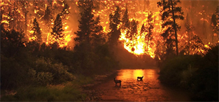 La Terra potrebbe essere sull'orlo di una nuova estinzione di massa, ma ci sarebbero ancora tempi e modi per evitarla.