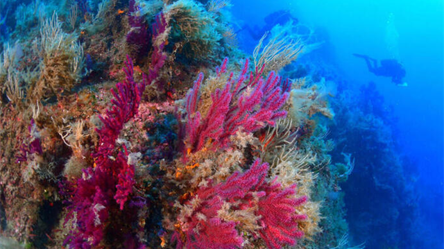 Alcuni coralli resistono all'aumento delle temperature - Unica Radio