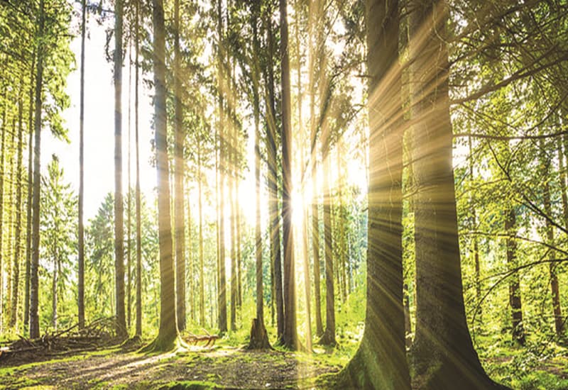 Il ritorno delle foreste in Italia