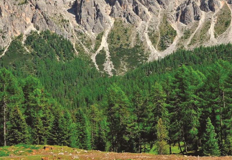 In Italia mai così tante foreste da secoli. E il futuro è nelle biocities