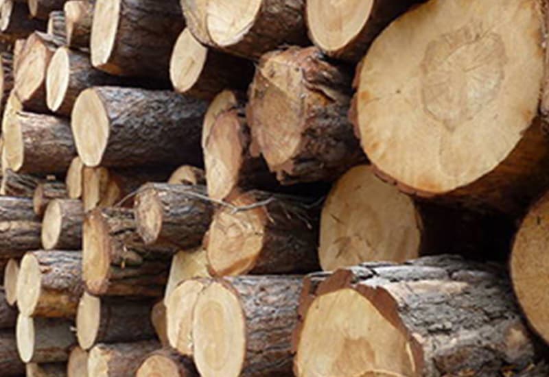 Legno: una risorsa, mille impieghi