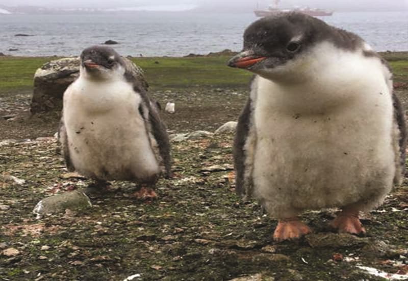 Metà delle specie animali a rischio scomparsa per il cambiamento climatico