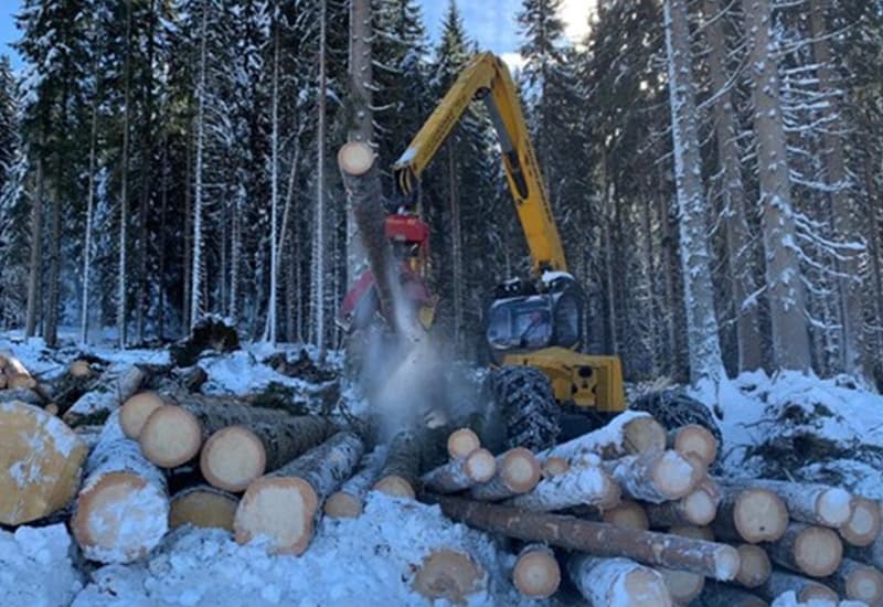 Enea, troppo ozono, foreste perdono 10% del valore economico