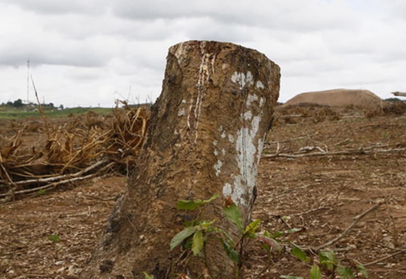 Wwf, 80% deforestazione globale legata a consumi e abitudini