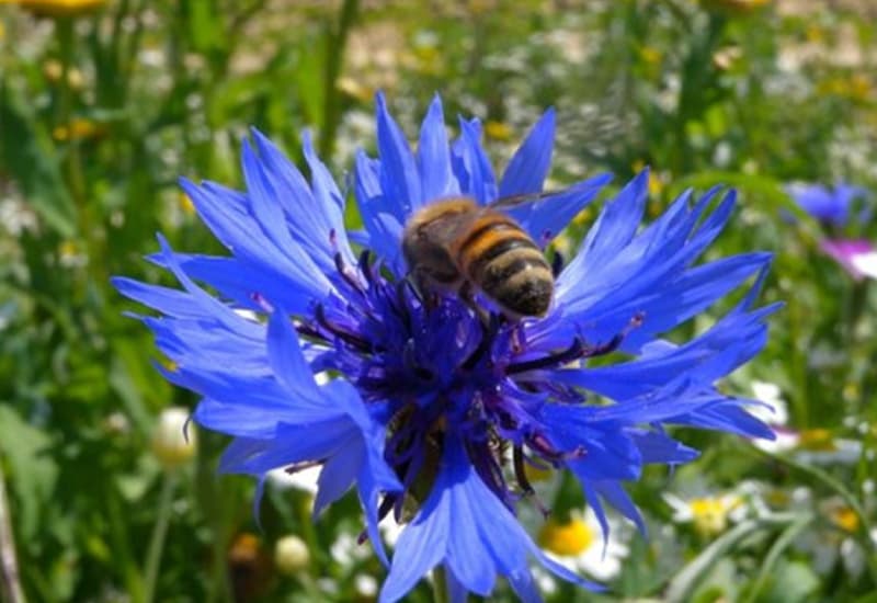 Fiori selvatici a rischio, mancano gli impollinatori