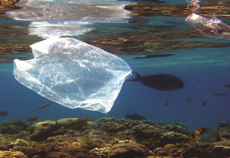 Nel Mediterraneo troppa plastica nello stomaco degli animali