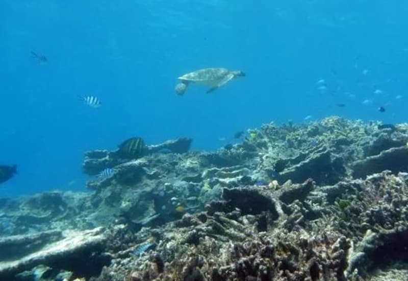 Metà della Grande Barriera Corallina è andata perduta