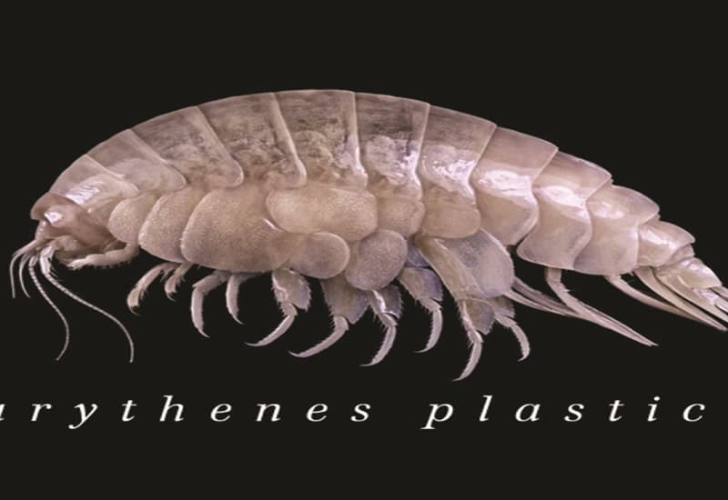 Scoperto nuovo piccolo crostaceo, ha già tracce di plastica