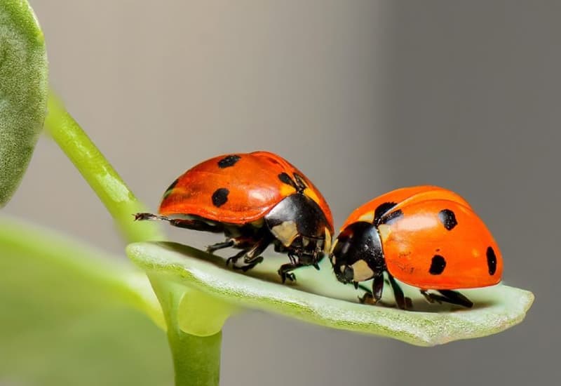 Biodiversità, per fermare la sesta estinzione bisogna ridurre le disuguaglianze