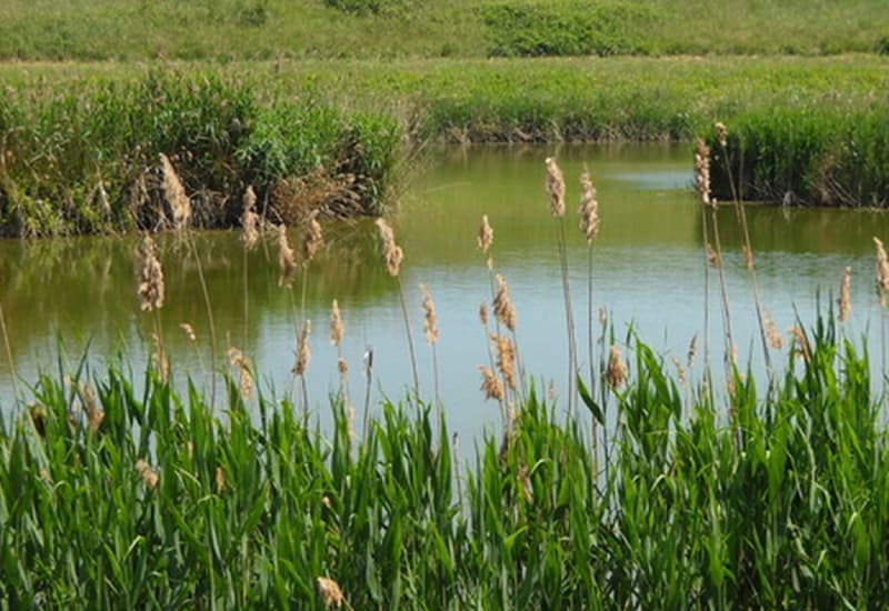 La Natura in Ue è in grave declino