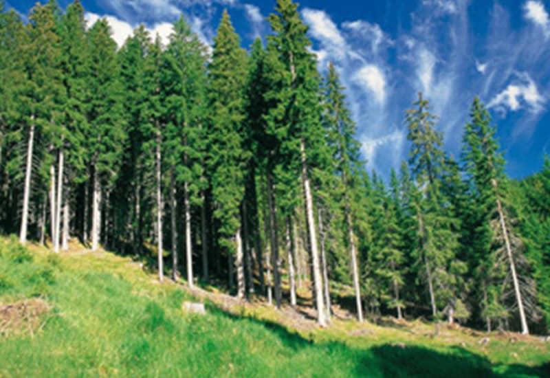 Biomassa solida, risorsa per le foreste UE