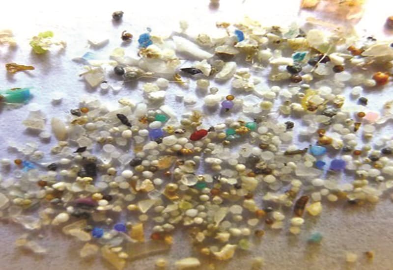 Pesci non crescono perché sazi da microplastiche