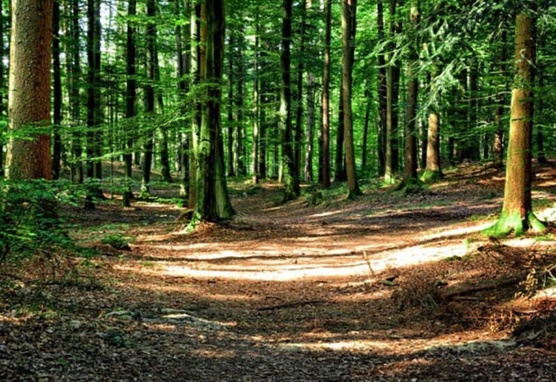 Il bosco cresce, ma non si taglia legno risorsa sotto utilizzata