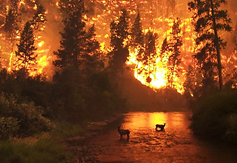 La Terra rischia una nuova estinzione di massa