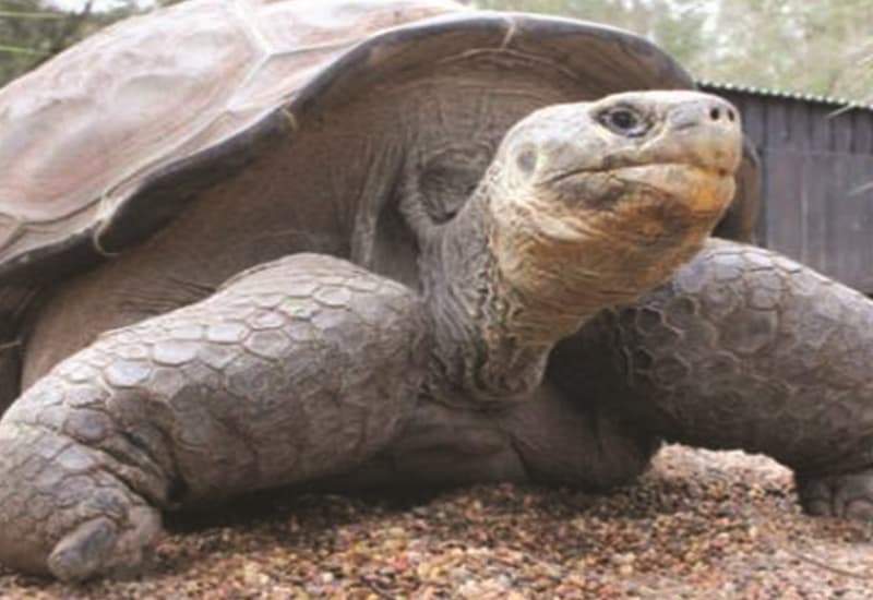 Galapagos, vietati i fuochi d'artificio per proteggere gli animali