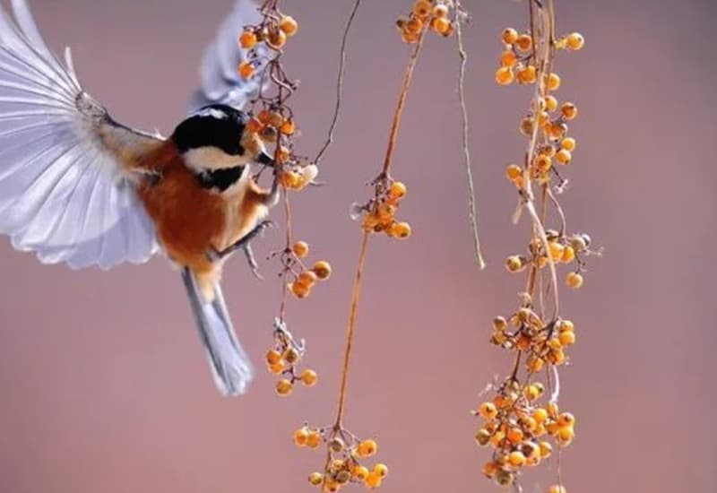 Necessario triplicare gli investimenti sulla tutela della natura